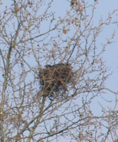 crows-nest-200700406.JPG