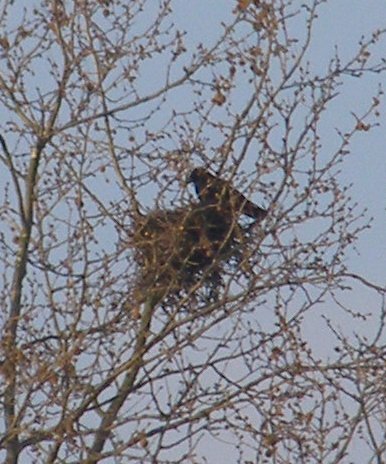 crows-nest-200700408.JPG
