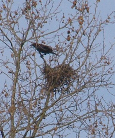 crows-nest-20070311a.JPG