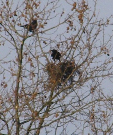 crows-nest-20070311b.JPG