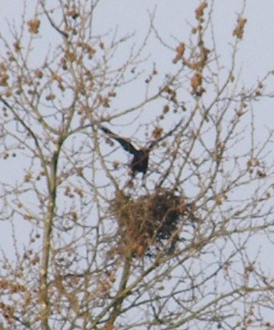 crows-nest-20070311c.JPG